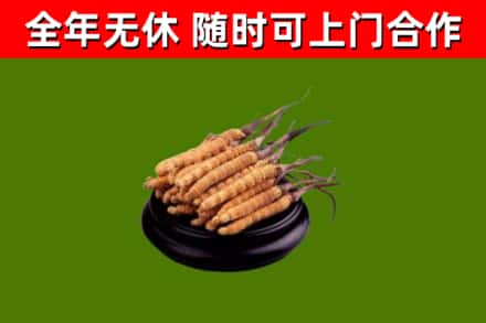 惠城回收散虫草