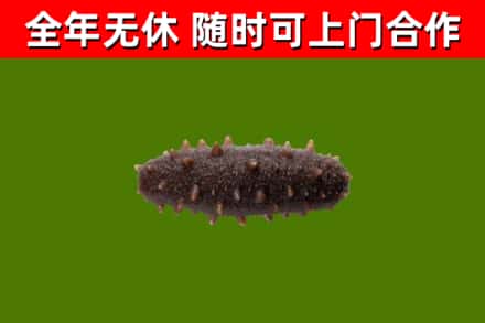 惠城回收海参干